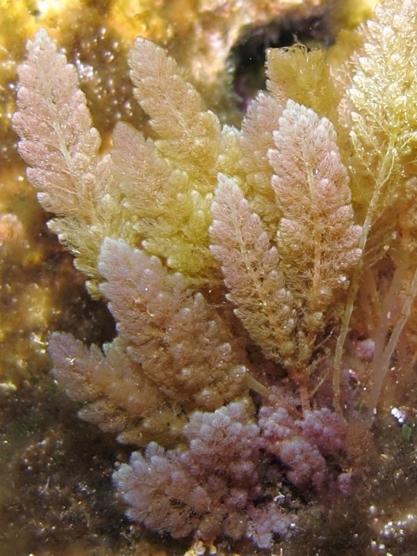 Alga rossa da identificare (Asparagopsis taxiformis)